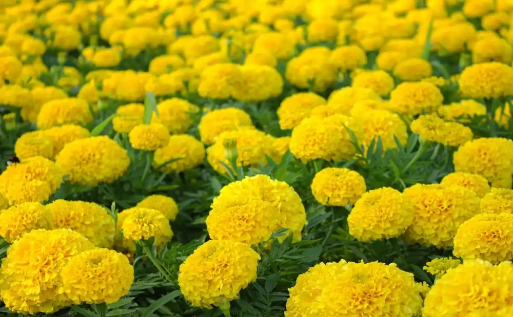 萬壽菊