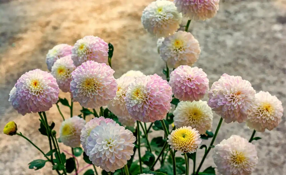 球菊