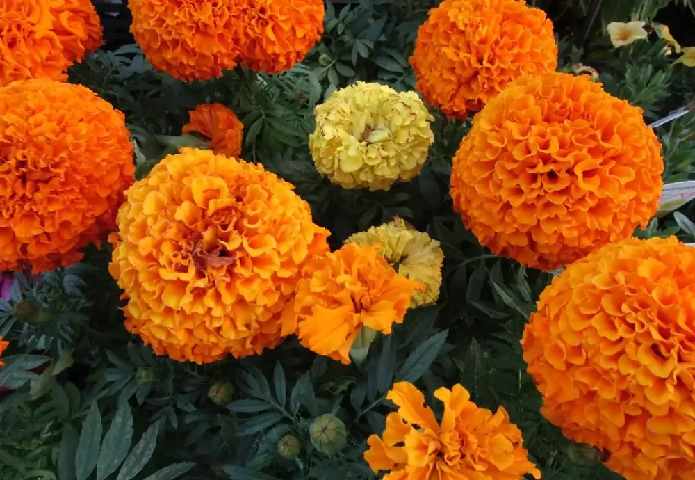 金盞花