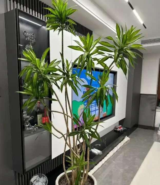 養花20年，終於找到了打造「高階客廳」的8種綠植，曬曬