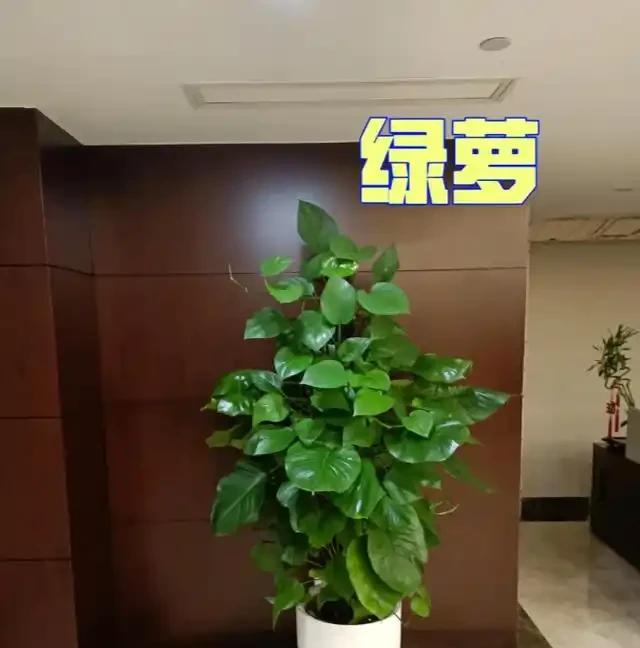 養花20年，終於找到了打造「高階客廳」的8種綠植，曬曬