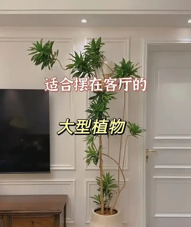 養花20年，終於找到了打造「高階客廳」的8種綠植，曬曬