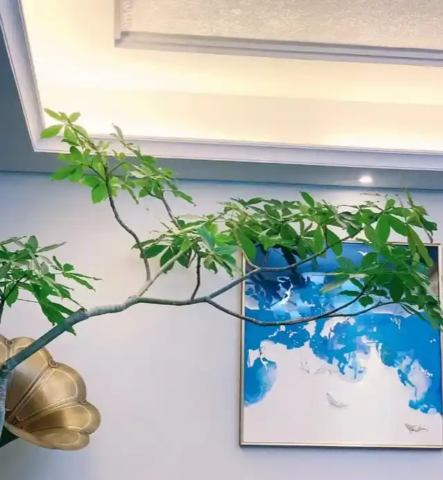 養花20年，終於找到了打造「高階客廳」的8種綠植，曬曬