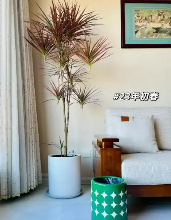 養花20年，終於找到了打造「高階客廳」的8種綠植，曬曬