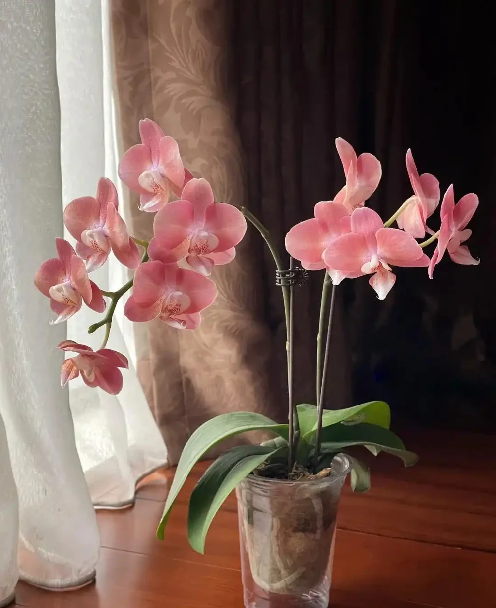 15種「喜陰花」,光線差也能「開滿盆」,養在陽臺客廳超有範