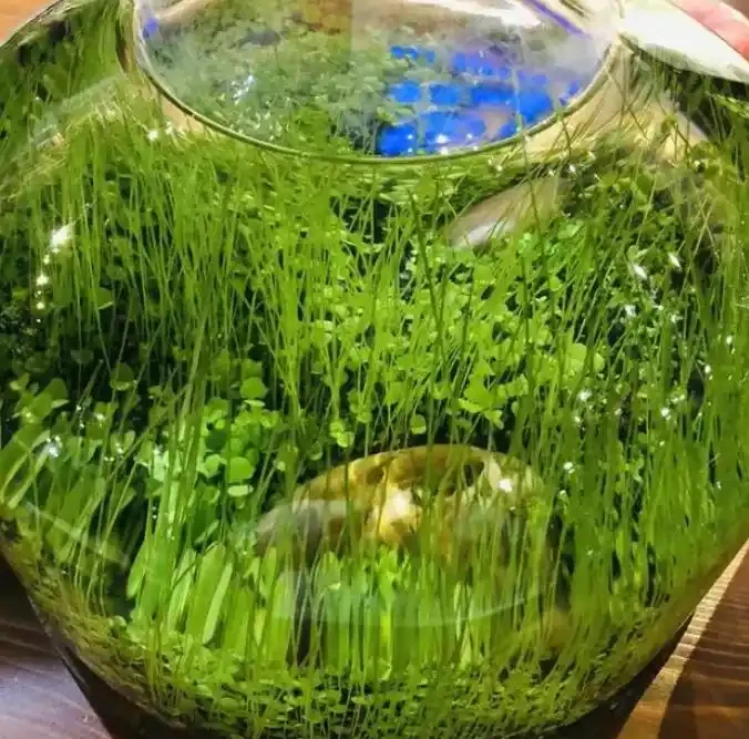 成都一太太,因「在水缸裡養銅錢草」而走紅,網友:真治癒,愛了