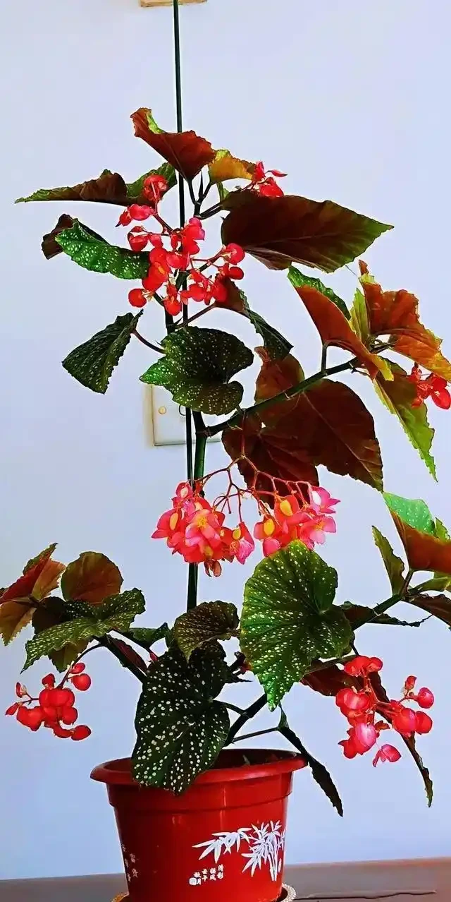 15種「喜陰花」,光線差也能「開滿盆」,養在陽臺客廳超有範
