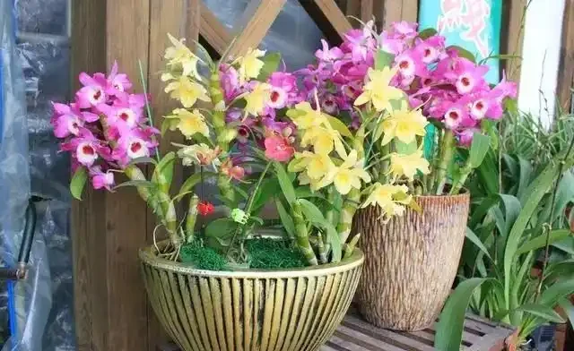 15種「喜陰花」,光線差也能「開滿盆」,養在陽臺客廳超有範