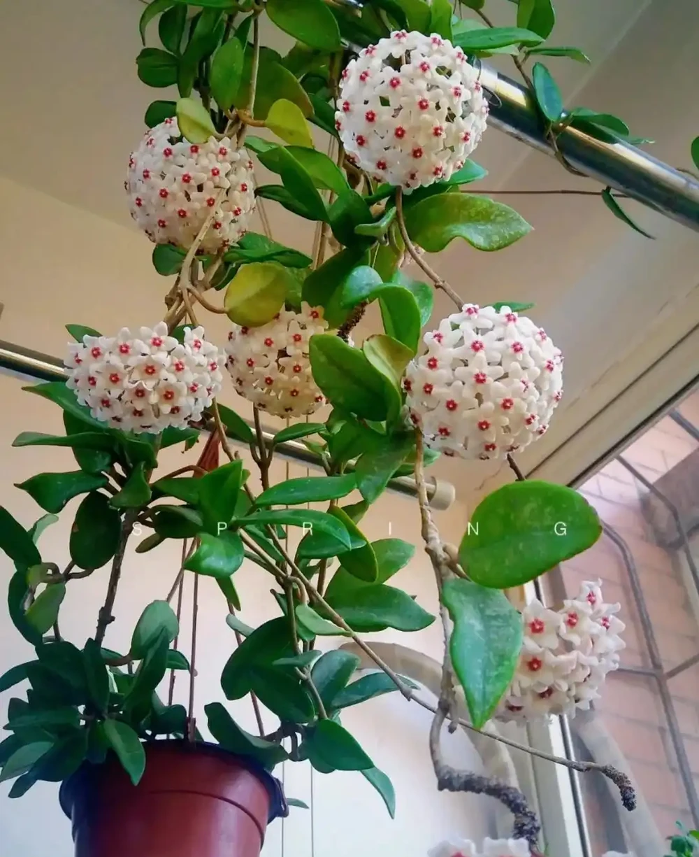 15種「喜陰花」,光線差也能「開滿盆」,養在陽臺客廳超有範
