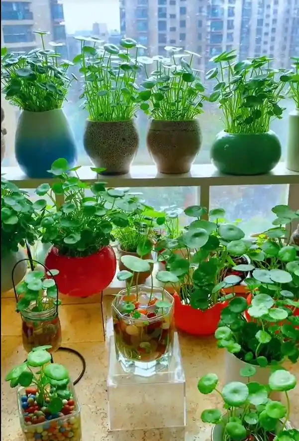 成都一太太,因「在水缸裡養銅錢草」而走紅,網友:真治癒,愛了