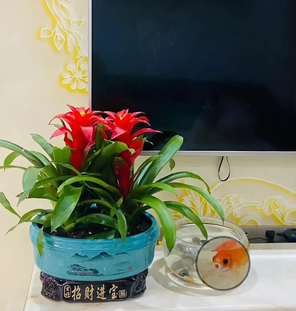 15種「喜陰花」,光線差也能「開滿盆」,養在陽臺客廳超有範