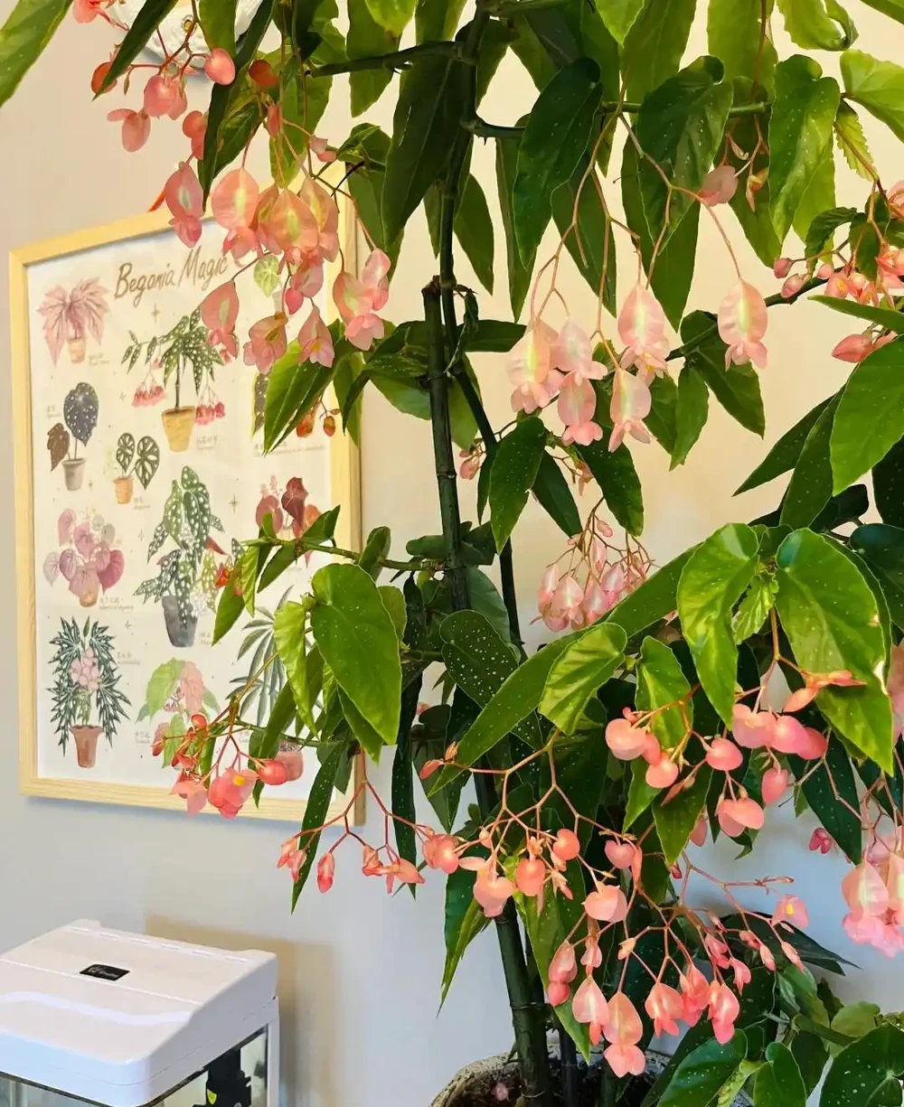 15種「喜陰花」,光線差也能「開滿盆」,養在陽臺客廳超有範