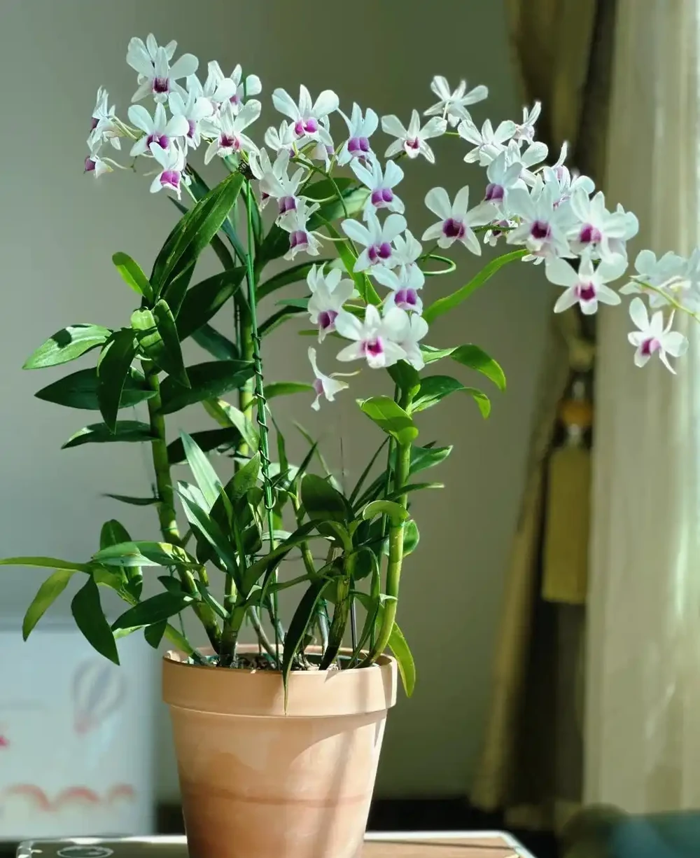 15種「喜陰花」,光線差也能「開滿盆」,養在陽臺客廳超有範