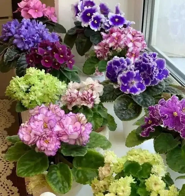 15種「喜陰花」,光線差也能「開滿盆」,養在陽臺客廳超有範