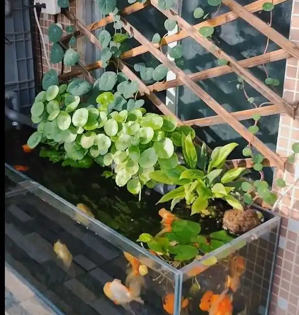 成都一太太,因「在水缸裡養銅錢草」而走紅,網友:真治癒,愛了