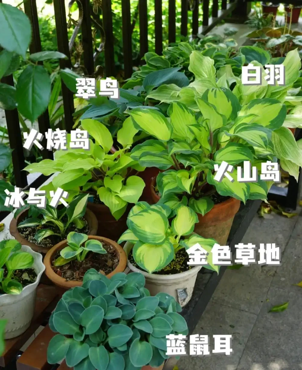 15種「喜陰花」,光線差也能「開滿盆」,養在陽臺客廳超有範