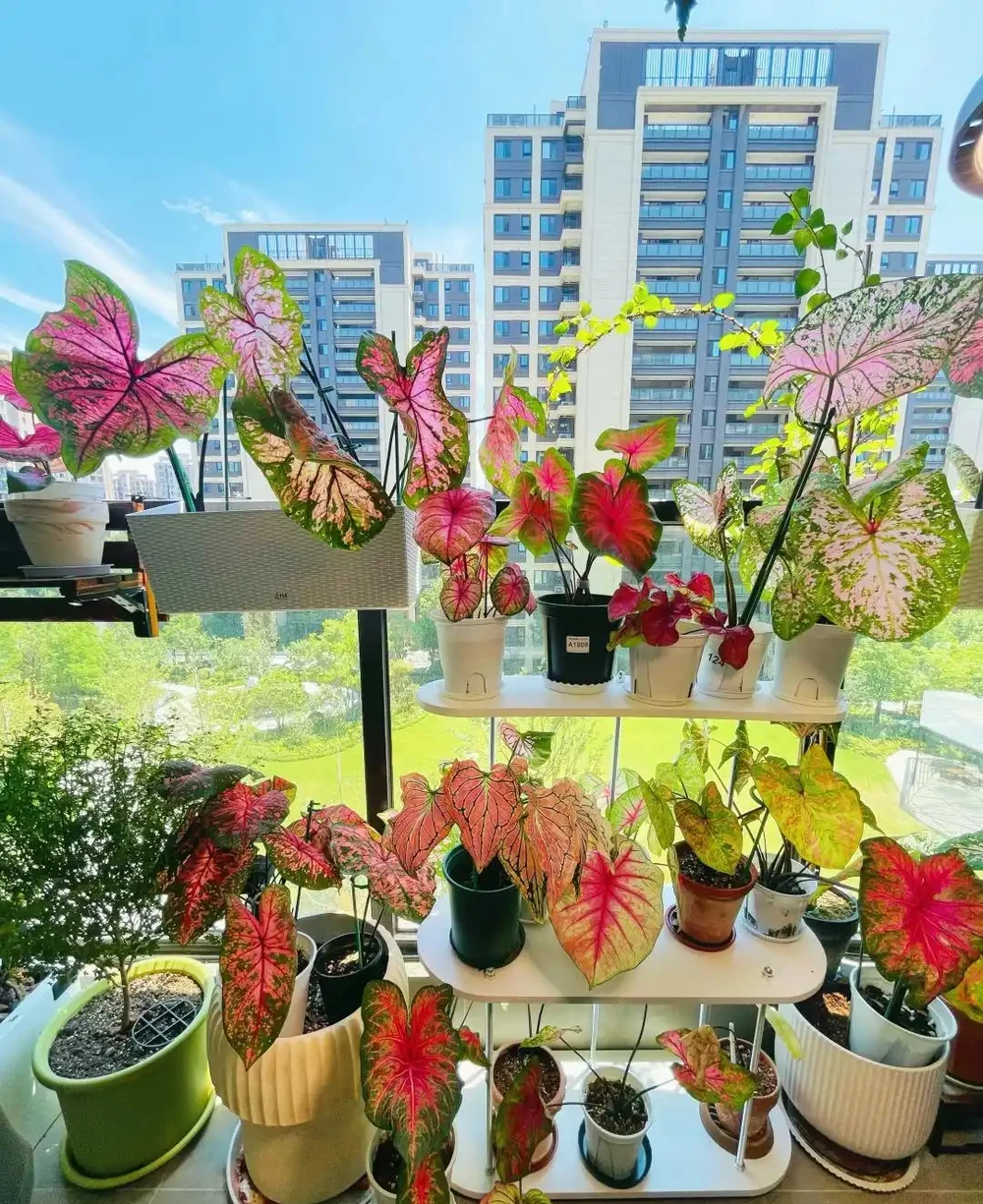 15種「喜陰花」,光線差也能「開滿盆」,養在陽臺客廳超有範