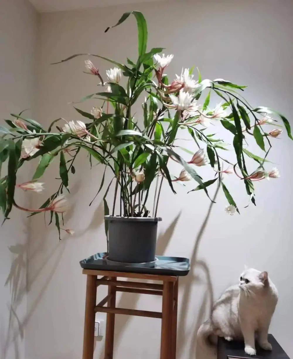 15種「喜陰花」,光線差也能「開滿盆」,養在陽臺客廳超有範
