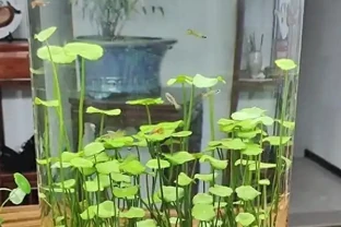 成都一太太，因「在水缸裡養銅錢草」而走紅，網友：真治癒，愛了