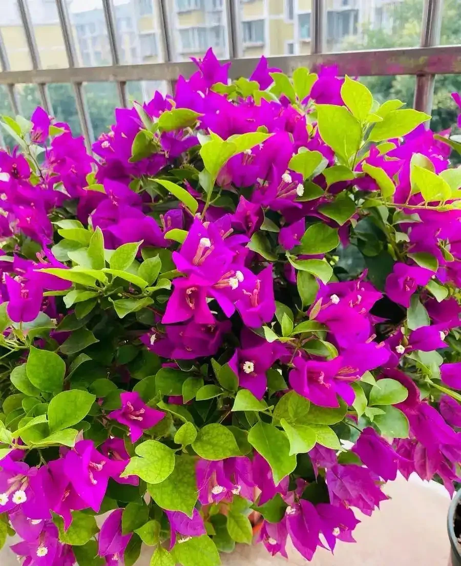 家庭養花,水溶性肥價效比最高,兌水噴灌,不浪費還有效果!