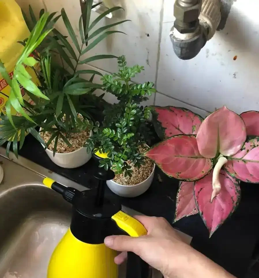 家庭養花,水溶性肥價效比最高,兌水噴灌,不浪費還有效果!