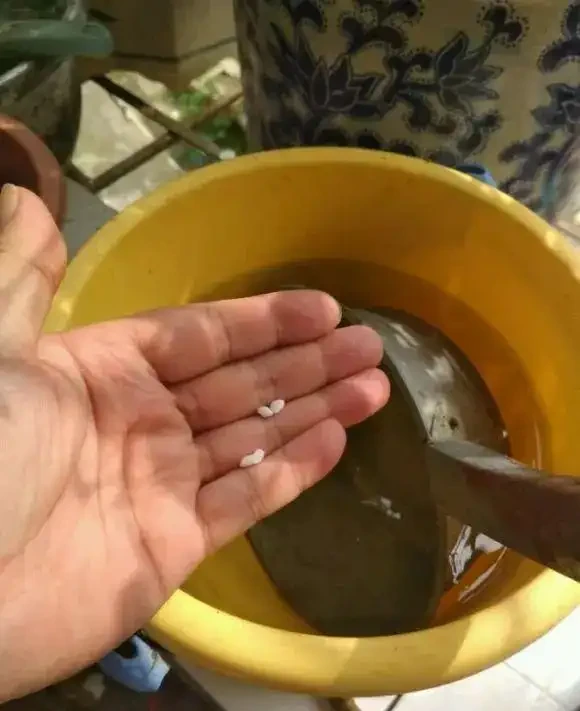 家庭養花,水溶性肥價效比最高,兌水噴灌,不浪費還有效果!