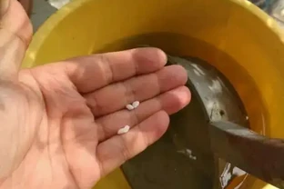 家庭養花，水溶性肥價效比最高，兌水噴灌，不浪費還有效果！
