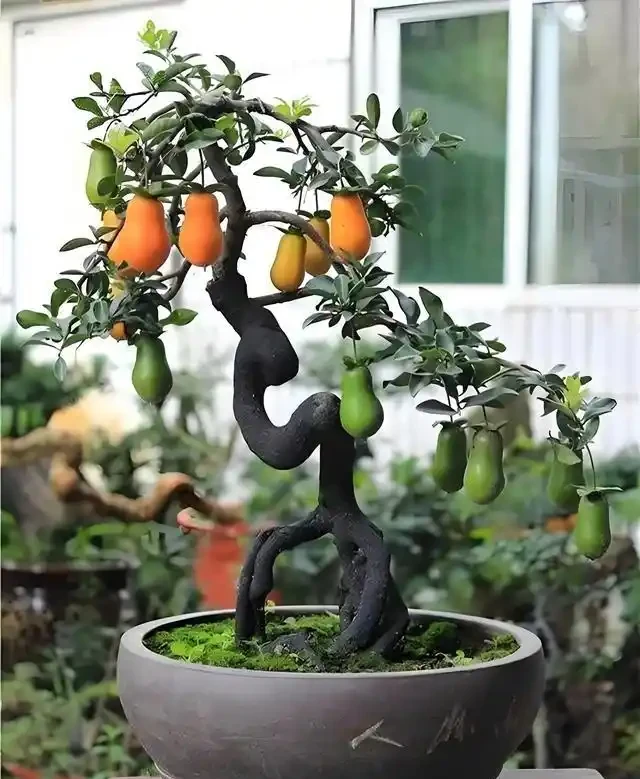 進入秋季,我們的金彈子該如何管理養護?