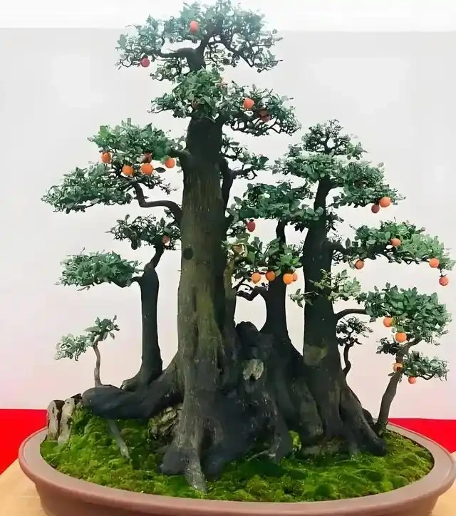 進入秋季,我們的金彈子該如何管理養護?