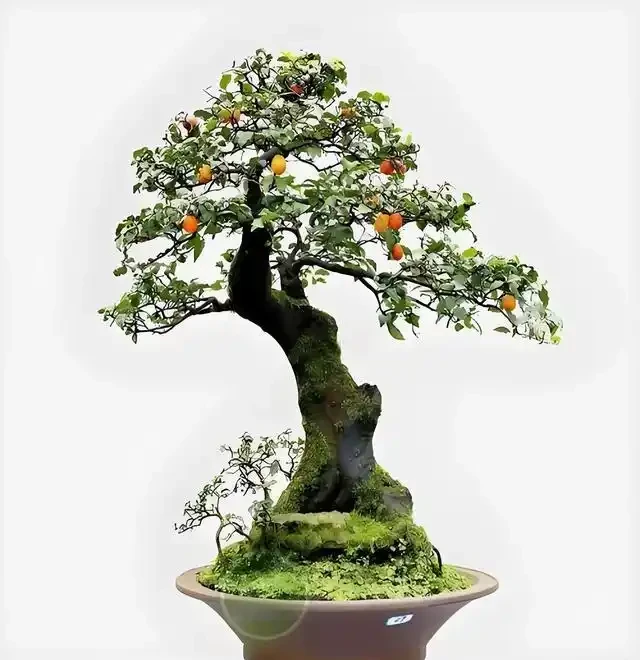 進入秋季,我們的金彈子該如何管理養護?