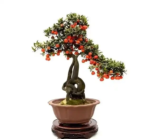 進入秋季,我們的金彈子該如何管理養護?