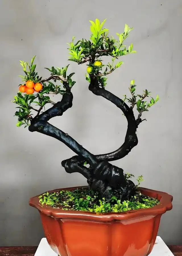 進入秋季,我們的金彈子該如何管理養護?
