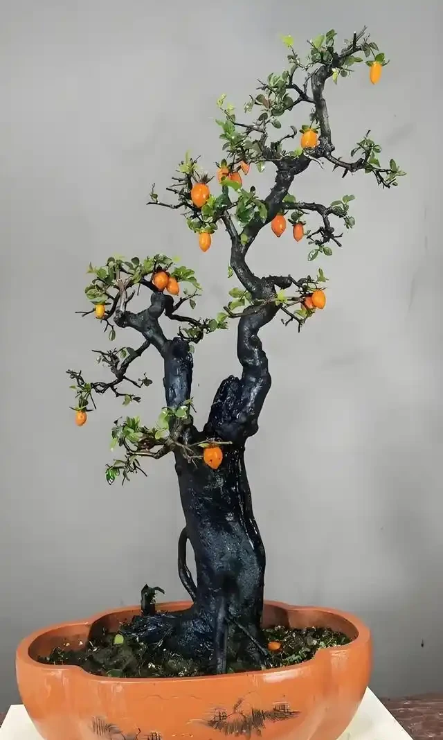 進入秋季,我們的金彈子該如何管理養護?