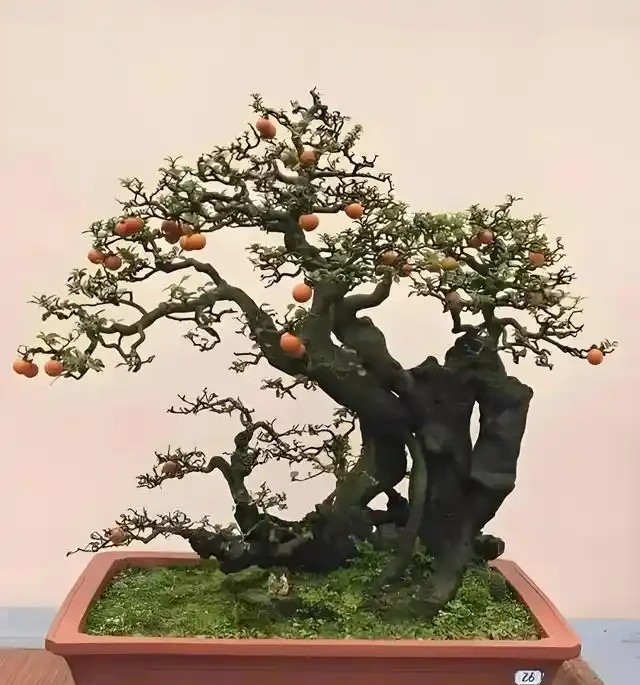 進入秋季,我們的金彈子該如何管理養護?
