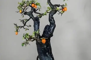 進入秋季，我們的金彈子該如何管理養護？