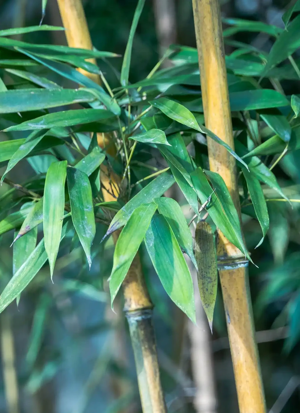 「竹子開花，馬上搬家」，竹子會開花嗎？又有哪些預兆？瞭解下