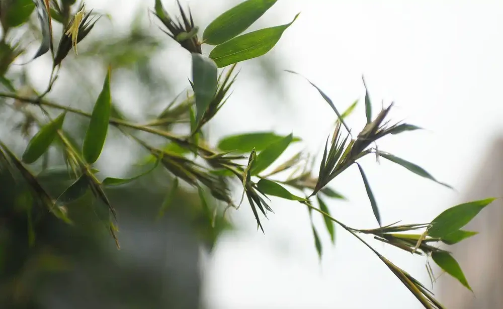 「竹子開花，馬上搬家」，竹子會開花嗎？又有哪些預兆？瞭解下