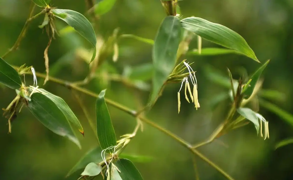 「竹子開花，馬上搬家」，竹子會開花嗎？又有哪些預兆？瞭解下