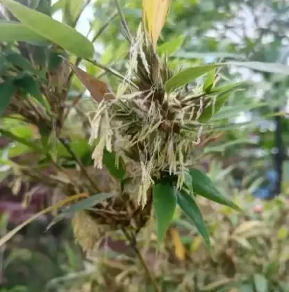 「竹子開花，馬上搬家」，竹子會開花嗎？又有哪些預兆？瞭解下
