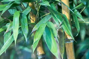 「竹子開花，馬上搬家」，竹子會開花嗎？又有哪些預兆？瞭解下