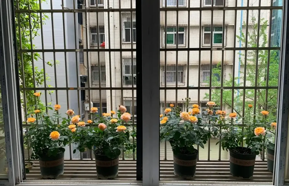 玫瑰最喜歡「喝」2種肥料：一種讓植株茂盛，一種讓花開滿盆