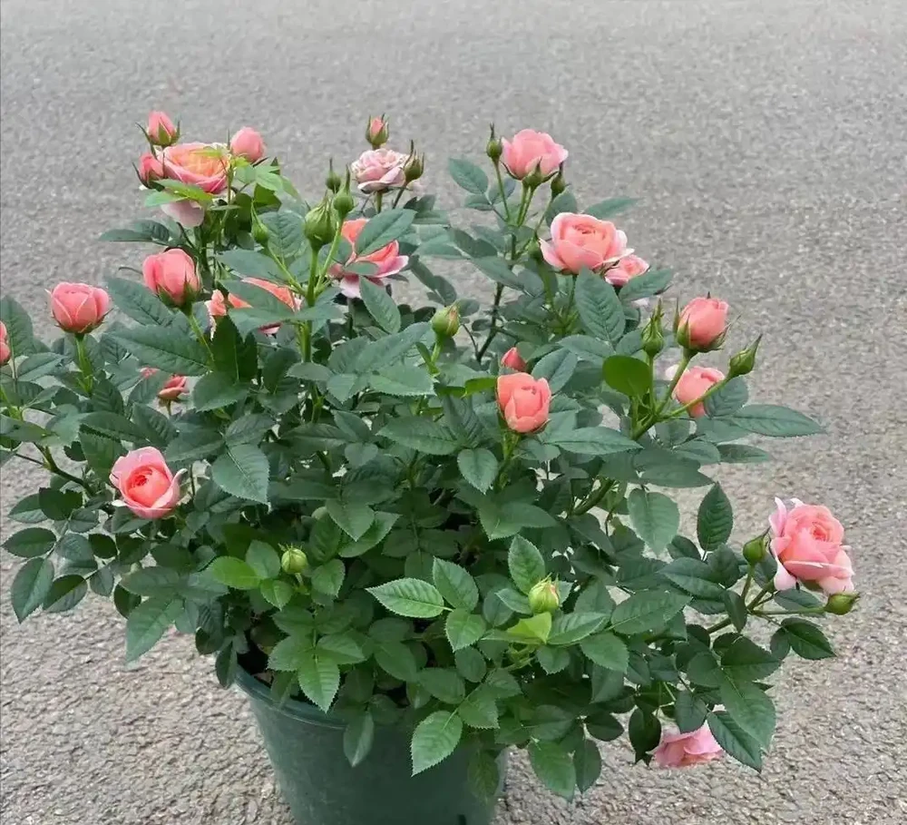 玫瑰最喜歡「喝」2種肥料：一種讓植株茂盛，一種讓花開滿盆