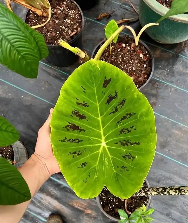 有人中毒!這種綠植在家養要注意,舔一口就中毒,有人搶救了2天
