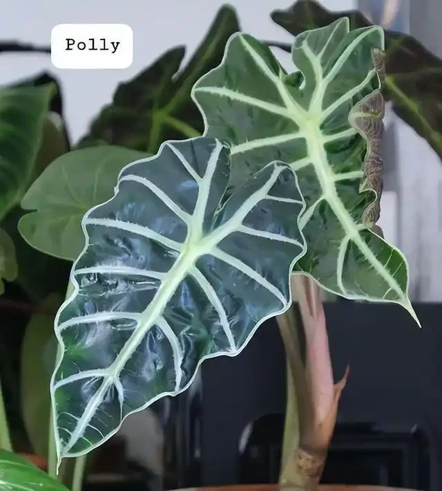 有人中毒!這種綠植在家養要注意,舔一口就中毒,有人搶救了2天