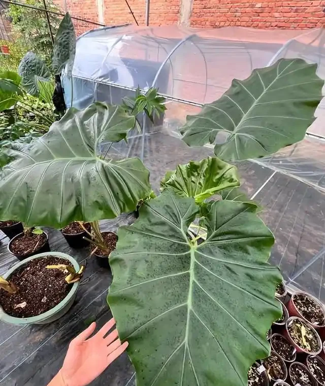 有人中毒!這種綠植在家養要注意,舔一口就中毒,有人搶救了2天