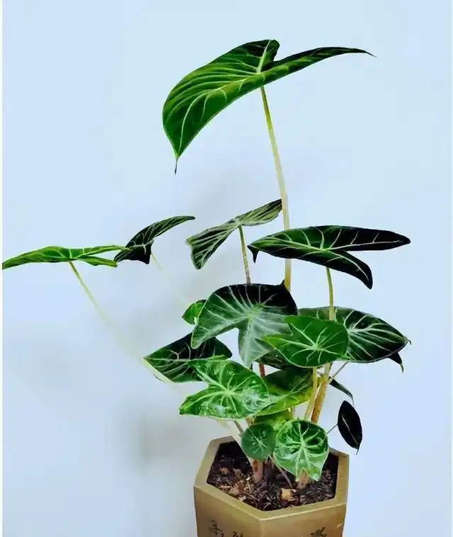 有人中毒!這種綠植在家養要注意,舔一口就中毒,有人搶救了2天