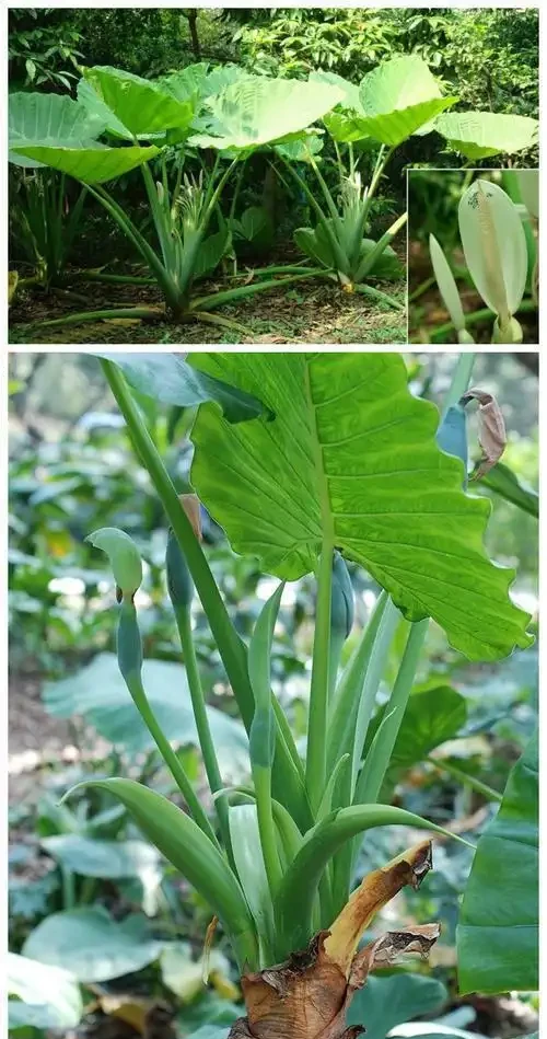 有人中毒!這種綠植在家養要注意,舔一口就中毒,有人搶救了2天