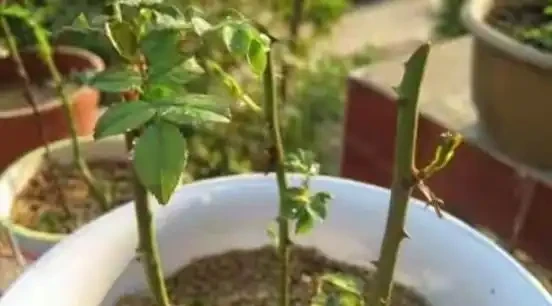 玫瑰插枝條容易活的方法
