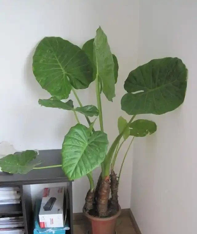 有人中毒!這種綠植在家養要注意,舔一口就中毒,有人搶救了2天