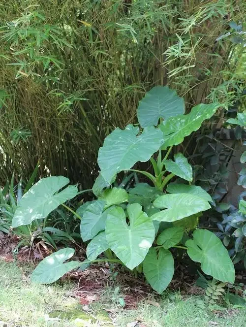 有人中毒!這種綠植在家養要注意,舔一口就中毒,有人搶救了2天